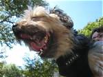 Life with a Toothless Dog: Understanding Their Unique Needs and Care