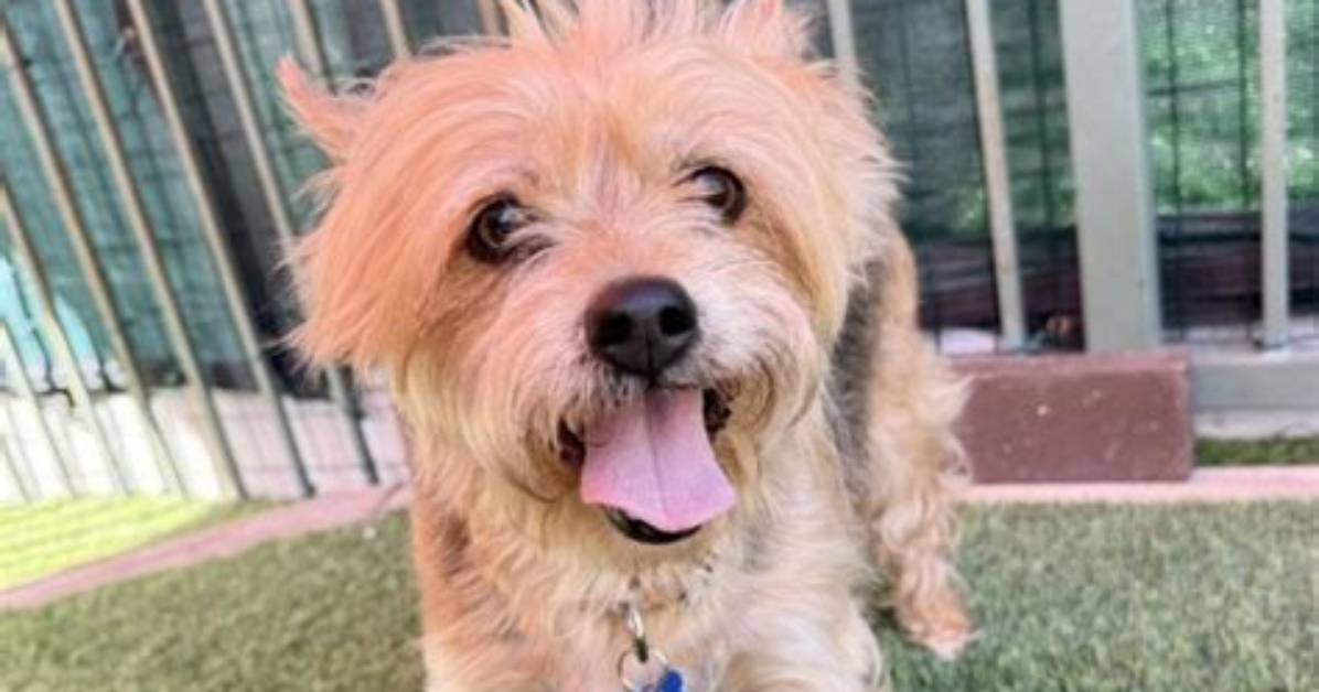 Meet Nigel the Dog Montys Pet Has His Own Twitter! Fri 27 September ·