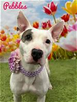 Meet Pebbles: the Adorable Companion of Simon Cowell
