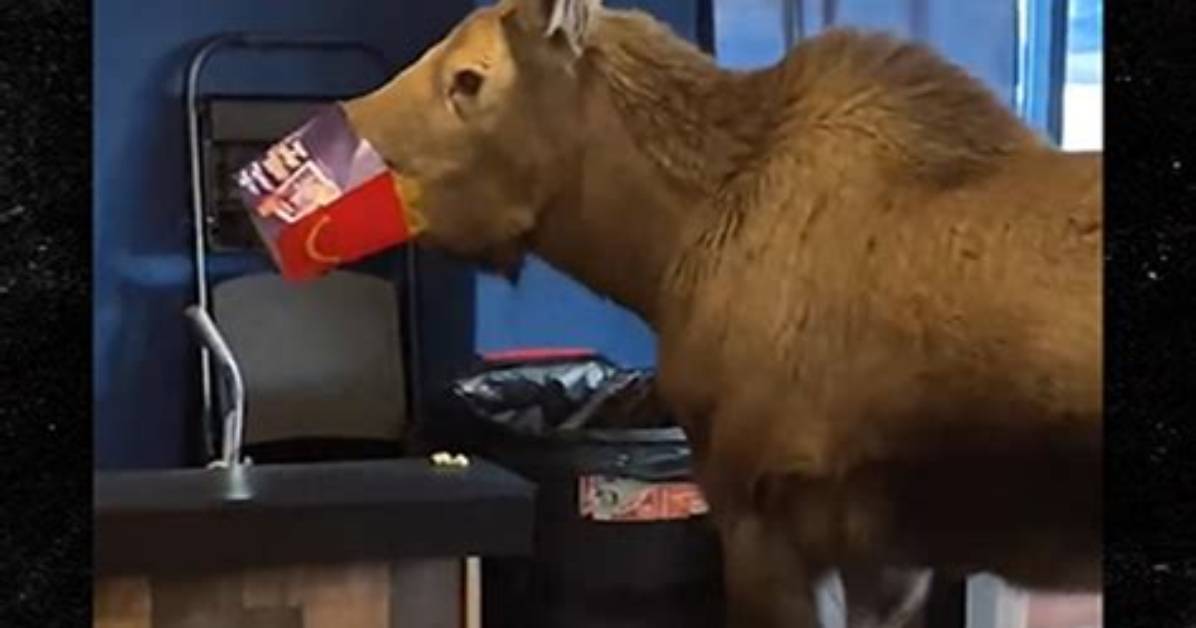 Moose on the Loose Inside Movie Theater in Alaska