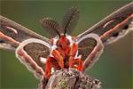 Moth Photographers Group North American Moths Saturniidae