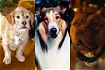 Movie Pets; Famous Dogs & Cats from Tv & Film ·