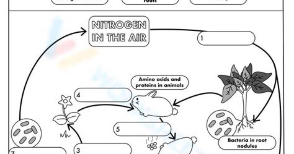 Nitrogen Cycle Matching Printable Worksheet