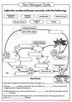 Nitrogen Cycle Matching Printable Worksheet