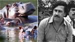 Pablo Escobar's Nephew: a Legacy of Crime and Redemption