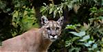 Park Ranger Saves Coworker from Mountain Lion