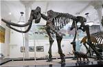 Pulsevibe | Treasure Hunters Dive for Mammoth Bones in New Yorks East River
