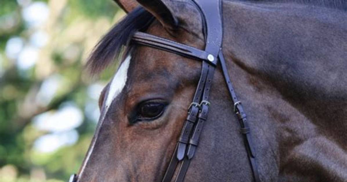Revolutionary Heltibridle: the Ultimate Equestrian Innovation
