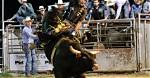 Rising Star of Bull Riding