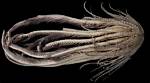 Scientists Found a New Sea Creature with 20 'Arms' and Named It After a Strawberry