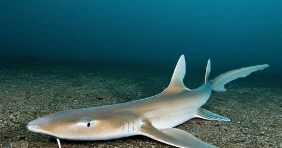 Shark Bae Onlyfans Leaks: Uncovering the Truth