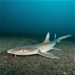 Shark Bae Onlyfans Leaks: Uncovering the Truth