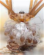 Sophieraiin Spider: the Enigmatic World of a Rare Arachnid