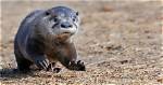 The Astonishing Height of the Mexican Otter