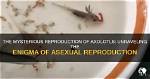 The Axolotl Enigma: Unraveling the Mysteries of Nature's Most Fascinating Creature