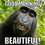 The Best Funny Good Morning Memes to Brighten Your Day