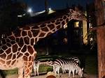 The Enchanting World of Sara Safari: a Journey into Adventure
