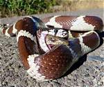 The Fascinating Encounter of a Snake That Ate a Deer