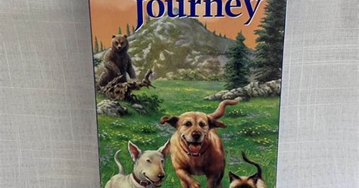 The Incredible Journey of 6 4 240: a Unique Story of Triumph
