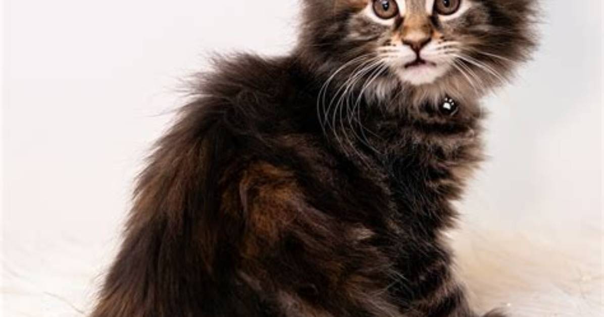 The Ultimate Guide to Coconut Kitties: Your Fluffy Tropical Companion