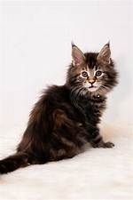 The Ultimate Guide to Coconut Kitties: Your Fluffy Tropical Companion