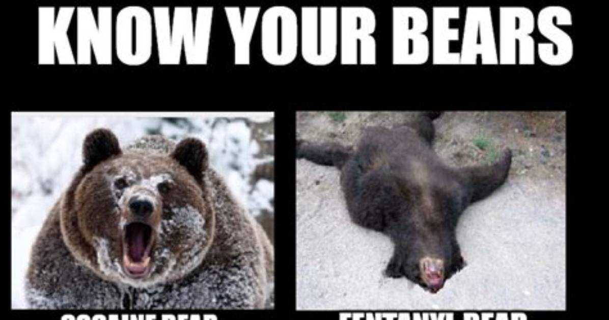 The Unforgettable Cocaine Bear Memes: Hilarious, Viral, and Unforgettable