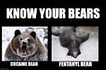 The Unforgettable Cocaine Bear Memes: Hilarious, Viral, and Unforgettable