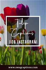 Tulip Captions for Instagram: Captivating Words to Bloom Your Posts