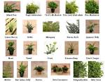 Types of Fern Plants