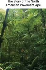Uncovering Insights on "North American Pavement Ape Video"