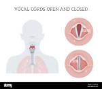 Uncovering the Secrets of Vocal Cord Recovery: David Archuleta's Inspiring Journey
