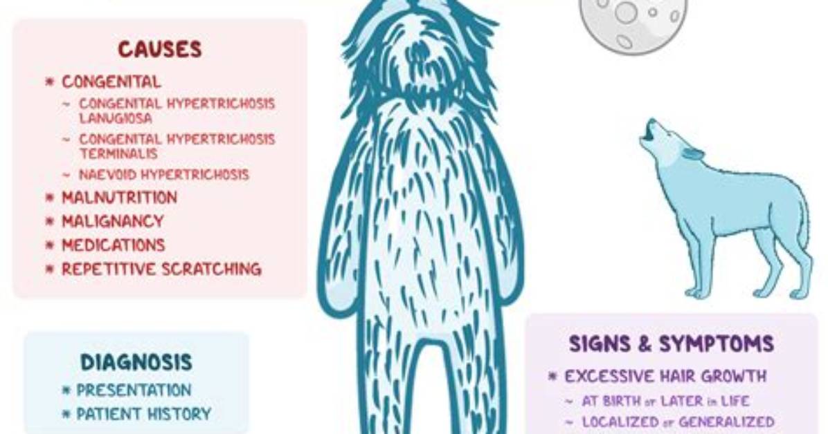 Understanding Hypertrichosis in Cats: Causes, Symptoms, and Care