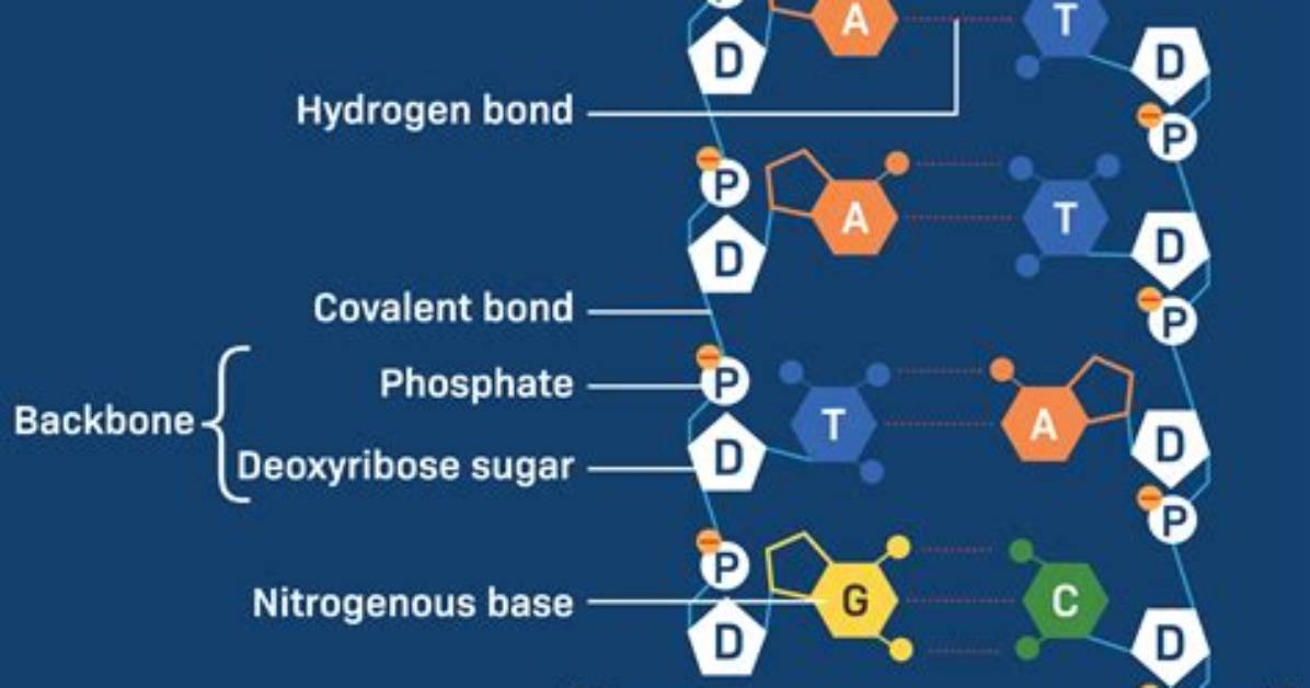 Understanding the Bonds: How Are Dna Strands Held Together?