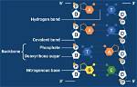 Understanding the Bonds: How Are Dna Strands Held Together?