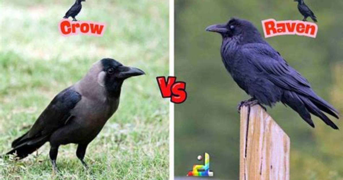 Understanding the Difference Between a Crow and a Raven
