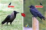Understanding the Difference Between a Crow and a Raven
