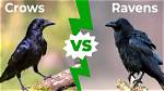 Understanding the Differences in Size: Raven vs Crow Size