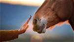 Understanding the Horse-Human Bond: Horse Trainer William Mott’s Insight