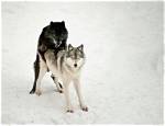 Understanding the Mating Rituals of Wolves