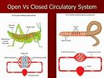 Understanding the Open Circulatory System: an in-Depth Exploration