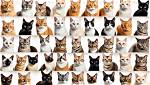 Understanding the Unique Traits of Your Cat's Personality Paw