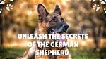 Unleash the Secrets of Gunther: the German Shepherd Millionaire