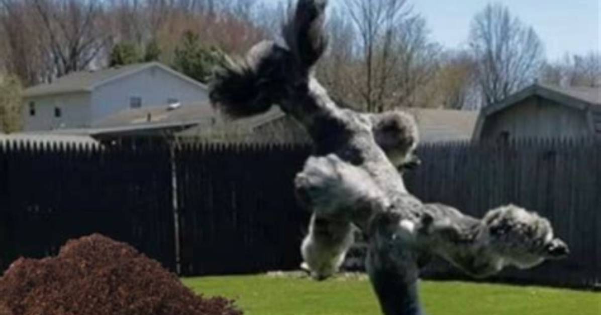 Unleashing Laughter: the Rise of Devil Dog Memes