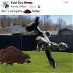 Unleashing Laughter: the Rise of Devil Dog Memes