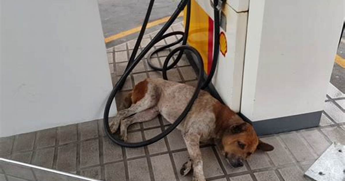 Unleashing the Mystery of the Petrol Dog