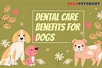 Unlock Exclusive Pet Care Secrets at Petsmart Hadley Ma