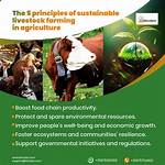 Unlock the Secrets of Sustainable Cattle Production with Slap Dicks Cattle Company