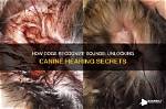Unlocking the Secrets of Hearing Restoration