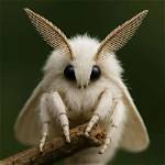 Unmasking the Mystery: Who Is Poodle Moth on Masked Singer?
