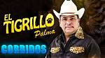 Unraveling the Enigma of El Tigrillo Palma Age